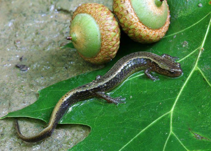 Two-lined Salamander